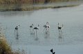 21.10.2012 Saline di Priolo (25)